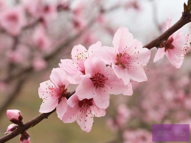 桃花在线视频免费观看桃花在线视频免费观看