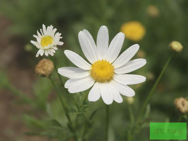 野花视频手机免费观看完整直播下载野花视频手机免费观看完整直播