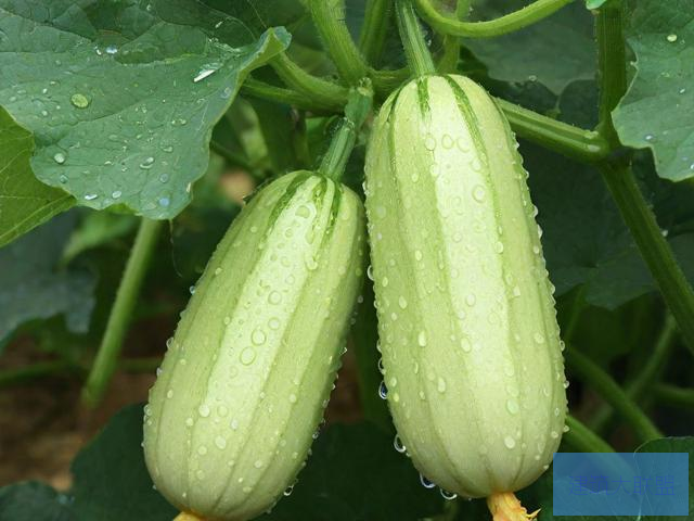 雨女无瓜是啥意思雨女之魅