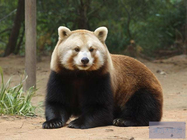 nature on display in american zoos美国Z0Z0人禽交，涉黄问题的严重性