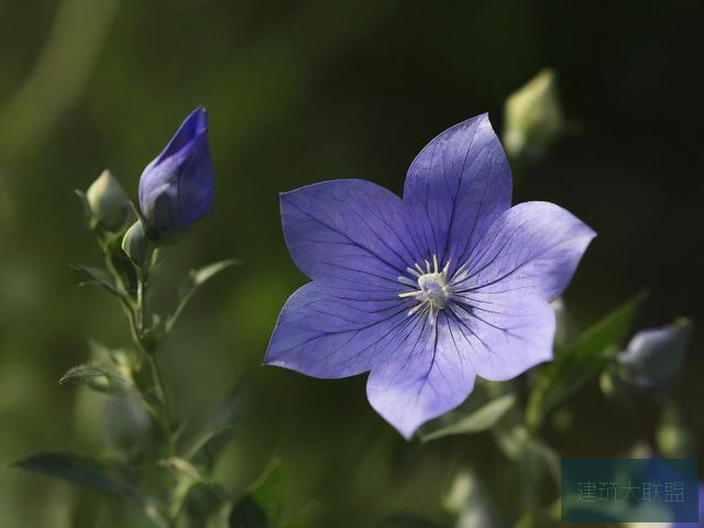 奇丽花奇丽花之魅力