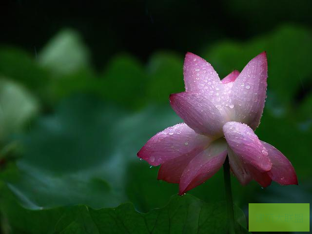 雨荷雨荷之歌