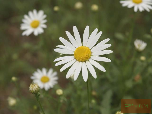 野花视频在线观看免费播放高清野花视频在线观看免费播放高清文章