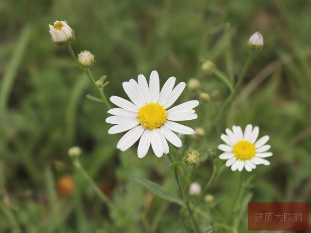 野花视频在线观看免费最新野花视频在线观看免费最新