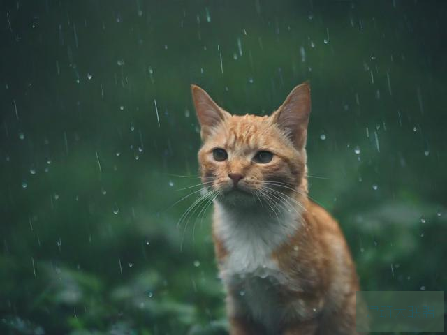 雨后小故事 动态图下载雨后小故事，动态的温馨时刻