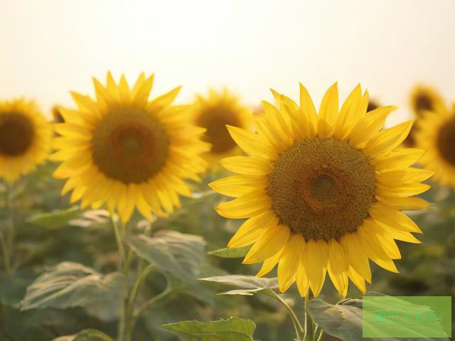 葵花宝典未满十八岁请立刻开拼音葵花宝典未满十八岁请立刻远离