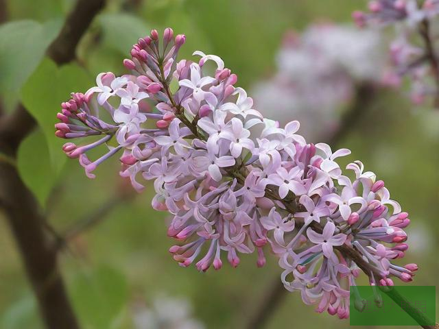 丁香花高清在线观看完整电影野花高清免费观看视频