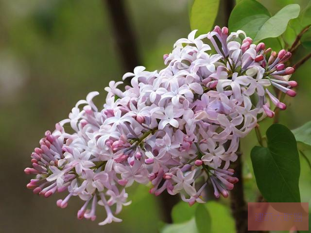 丁香花高清在线观看完整电影野花高清免费观看视频