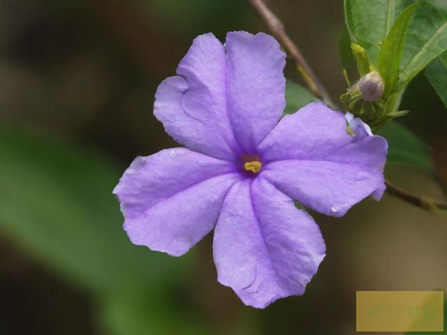 紫阳花紫阳花之美