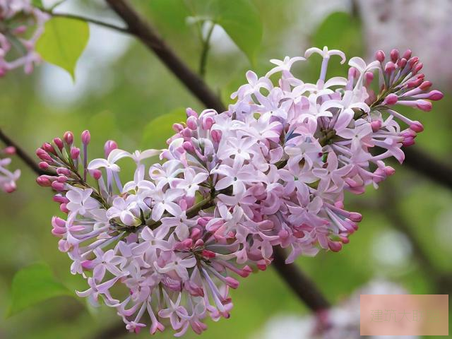 丁香花完整视频在线观看九九热视频在线播放