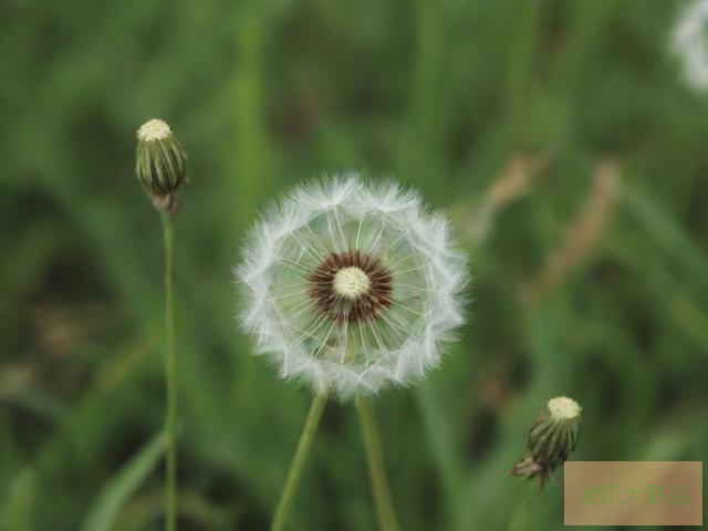 野草乱码一区四区区别探究