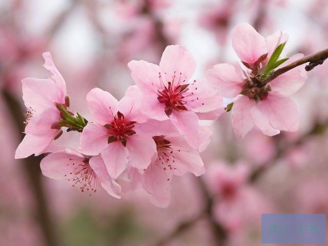 桃花视频大全免费观看