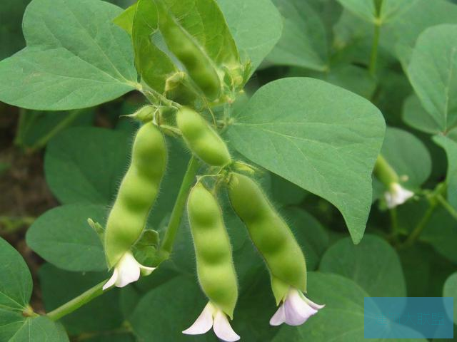 蜜芽忘忧草三区老狼大豆，涉黄问题的揭露