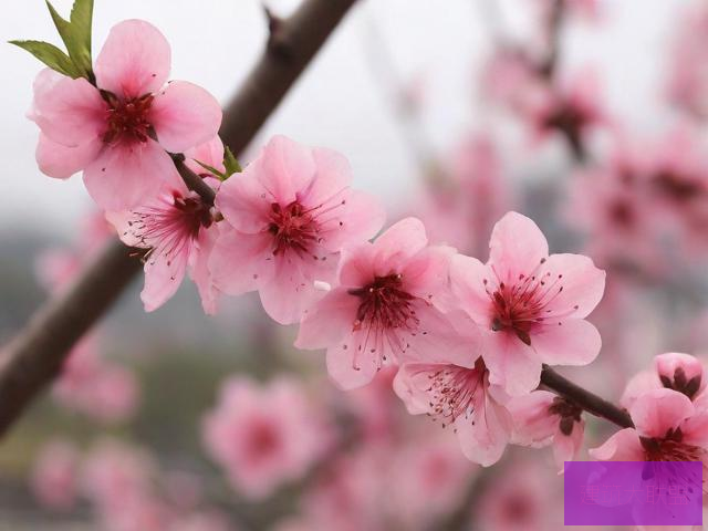 桃花社区在线观看视频播放桃花社区在线观看视频，涉黄问题揭秘