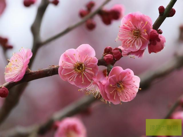 梅花视频，探寻自然之美