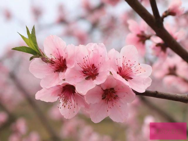 桃花视频 720p 下载桃花视频在线观看完整版下载