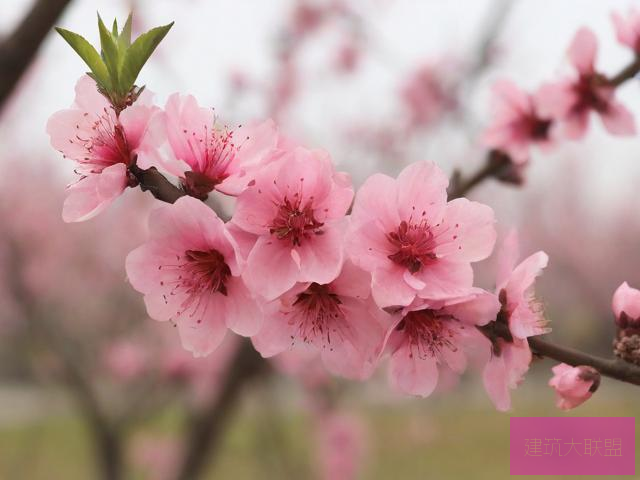 桃花视频在线观看完整版桃花视频在线观看完整版