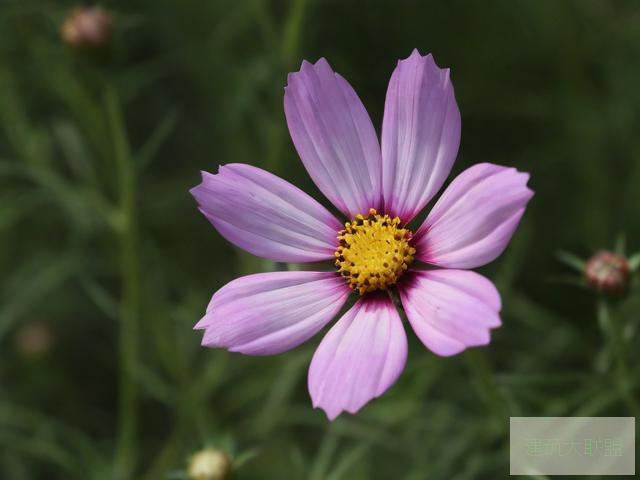 赤道碎星花结赤道碎星花结，神秘之花