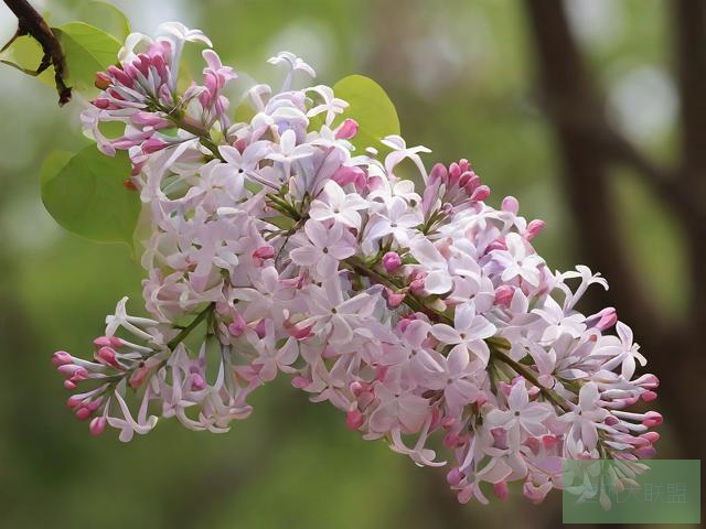 丁香花完整视频在线观看97蜜桃，甜蜜之果的魅力