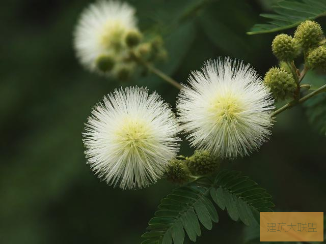 含羞草传媒421含羞草传媒，探索传媒新纪元