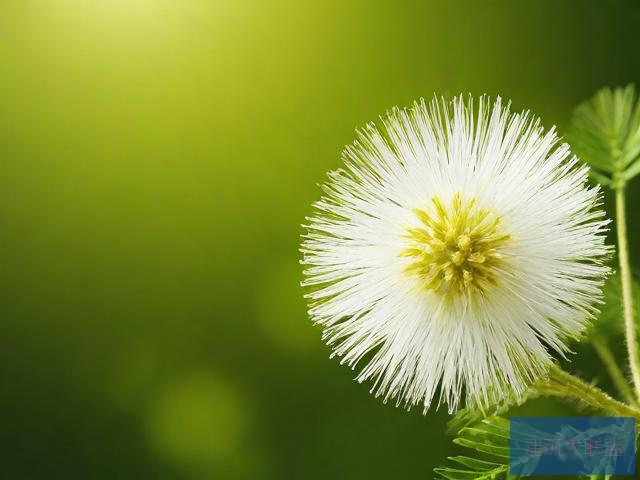 含羞草传媒下载应用含羞草传媒下载应用介绍