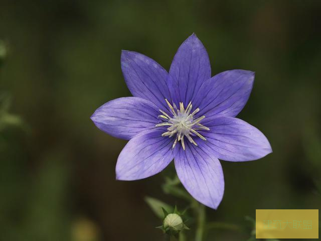 赤道碎星花结，神秘之花