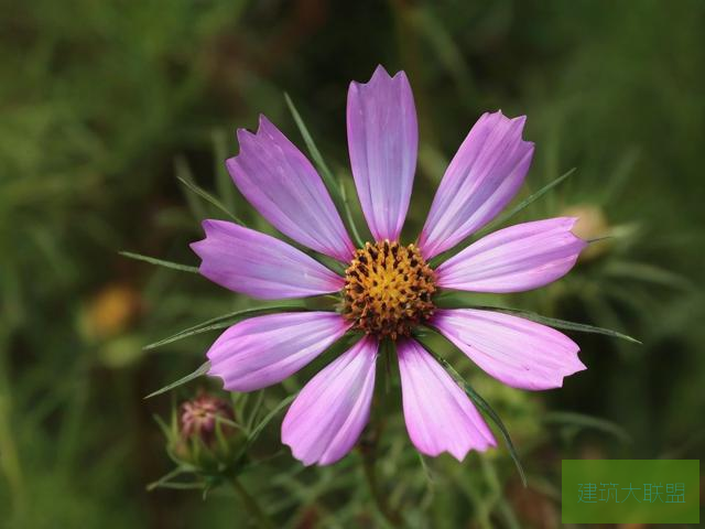 赤道碎星花结，神秘之花