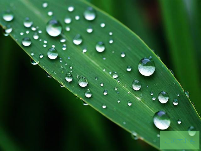 雨露文章网雨露网，探索自然之美与智慧