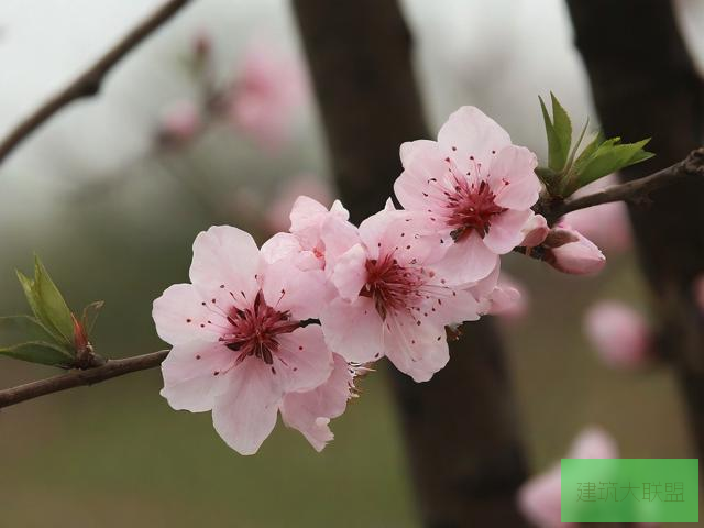 春暖 花开论坛官网春暖花开论坛，探索春天的美好与交流