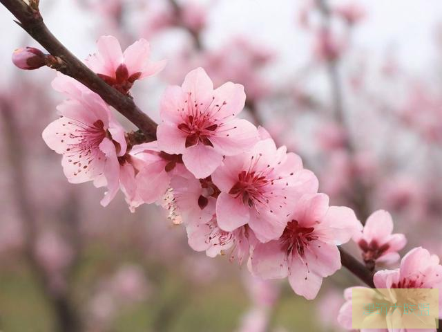 桃花视频在线观看完整版下载桃花视频在线观看完整版下载