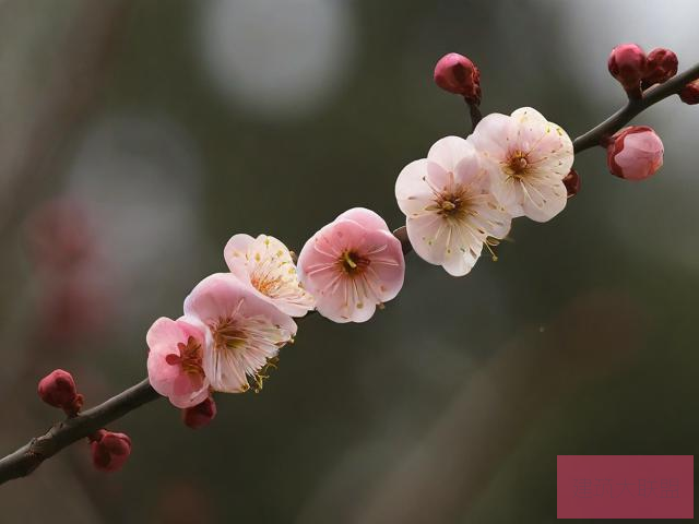 岁寒三友岁寒三友是指哪三个植物岁寒三友是指梅花、松柏和竹子这三种植物。