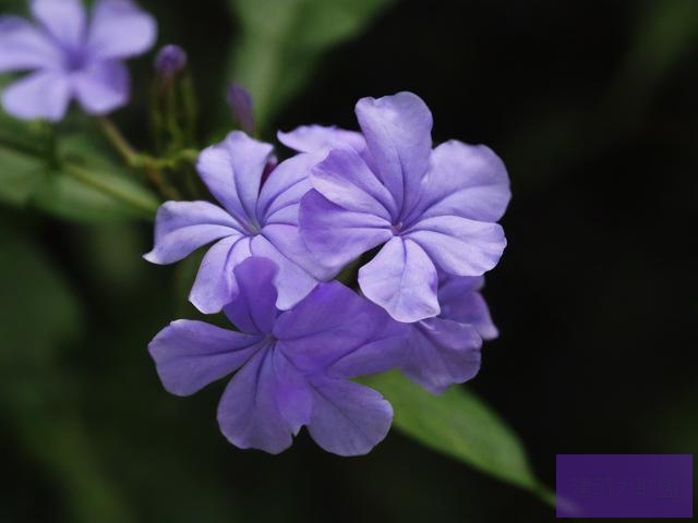 紫阳花之美