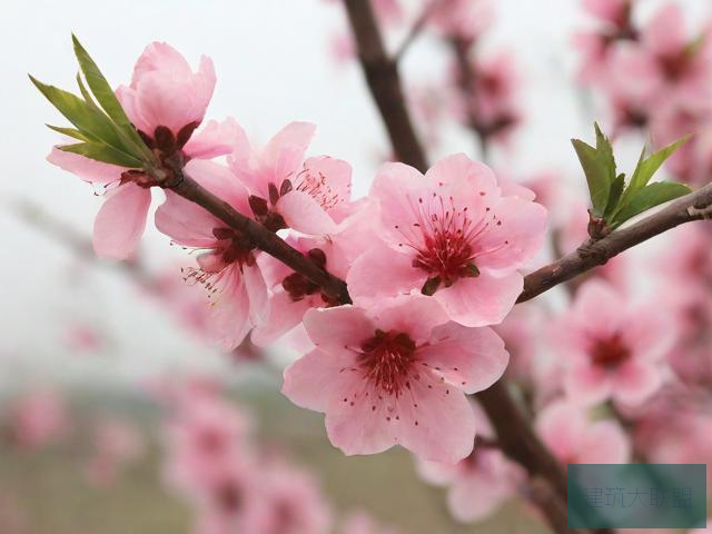 桃花视频免费观看在线播放桃花视频免费观看在线播放文章