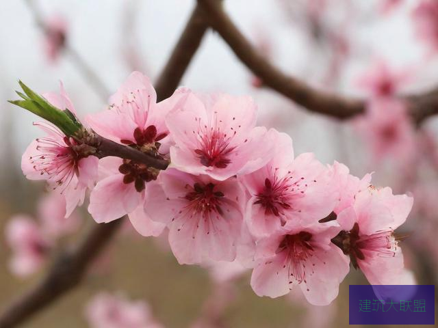 桃花视频 mp4 下载桃花视频在线观看完整版下载